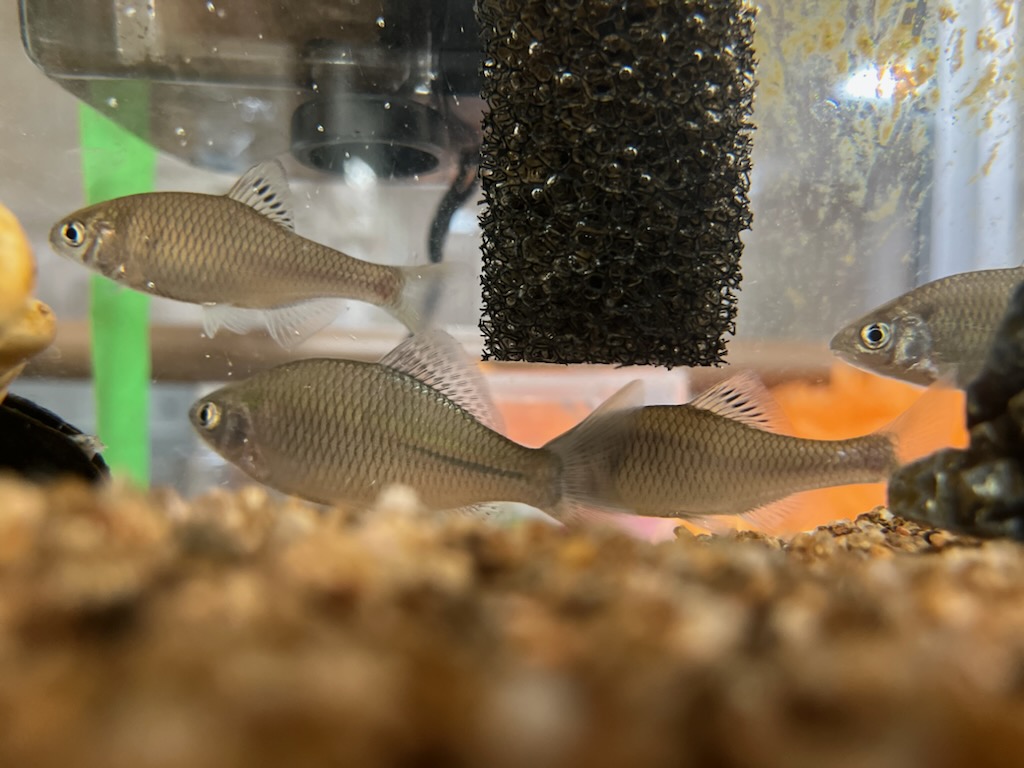 生き物飼育しています！