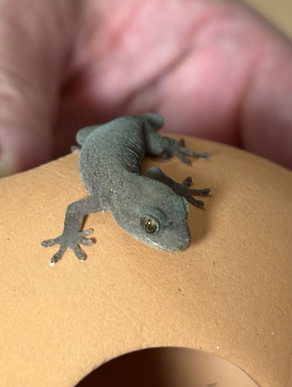 風の笛のヤモリ