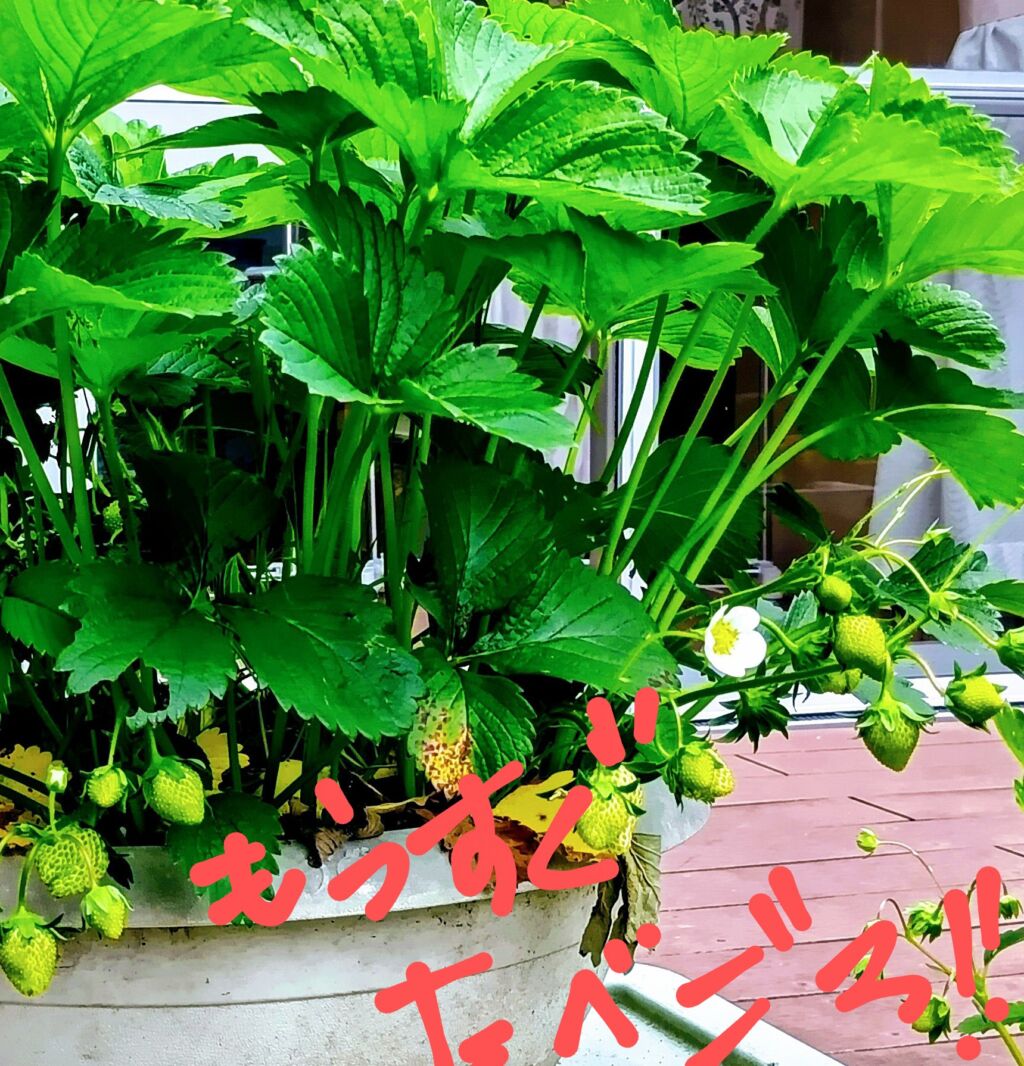 もうすぐ収穫‼
