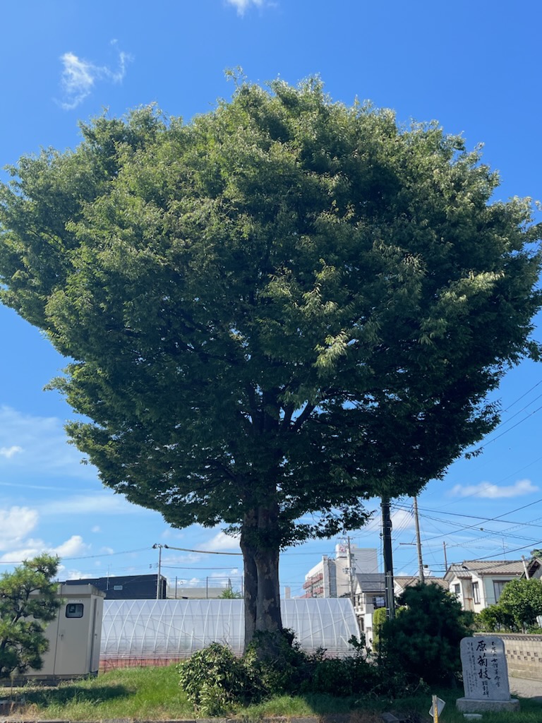 駐車場の大ケヤキ